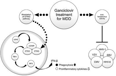 Two possible mechanisms of ganciclovir for treatment of major depressive disorder